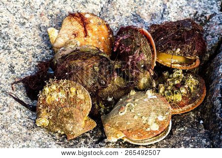 Alive And Fresh Icelandic Scallops (chlamys Islandica) On The Coast Of Barents Sea, Arctic Ocean