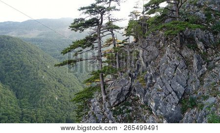 aerial drone flying over pine tree forest in wild nature mountains early morning sunrise in slow motion