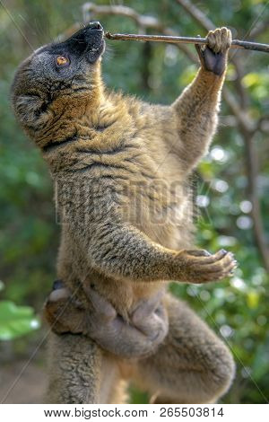 Common Brown Lemur - Red Lemur (eulemur Rufus), With Baby.portrait.endangered, Endemic..madagascar.