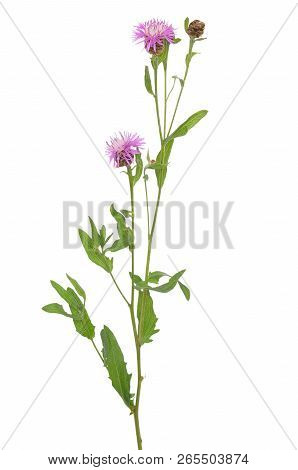 Cornflowers (centaurea Jacea) Isolated On White Background