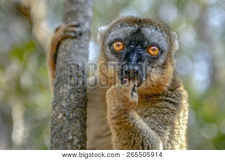Common Brown Lemur - Red Lemur (eulemur Rufus), Portrait.endangered, Endemic..madagascar.