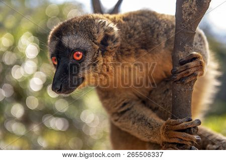 Common Brown Lemur - Red Lemur (eulemur Rufus), Portrait.endangered, Endemic.
