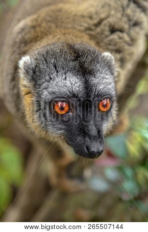 Common Brown Lemur - Red Lemur (eulemur Rufus), Endangered, Endemic.