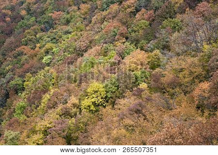 Aerial View At The Colorful Autumn Forest