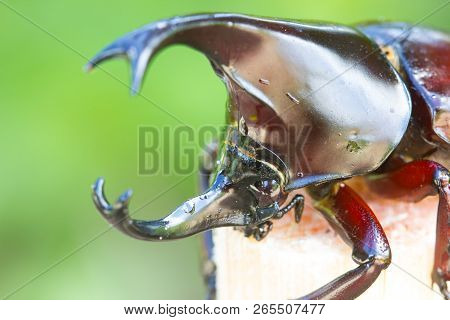 Close-up Head Of Siamese Rhinoceros Beetle (xylotrupes Gideon) Or Fighting Beetle On Sugarcane