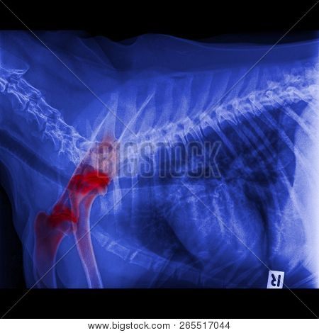 X-ray Of Dog Anterior View Closed Up In Thorax Standard And Chest With Red Highlight In Liver System