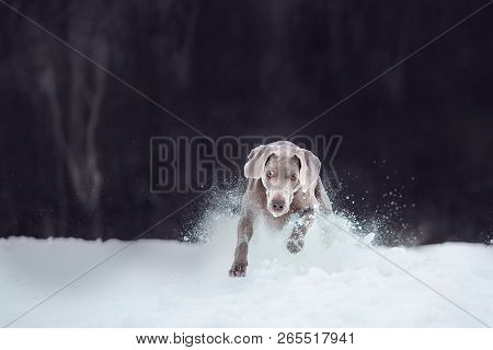 Grey Big Veimaraner Running At Snowing Winter In Forest