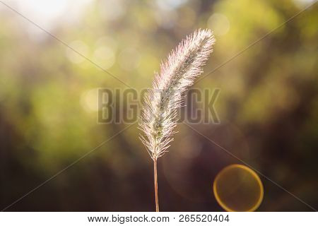 Setaria Pumila, Yellow Foxtail, Yellow Bristle-grass, Pigeon Grass Or Cattail Grass