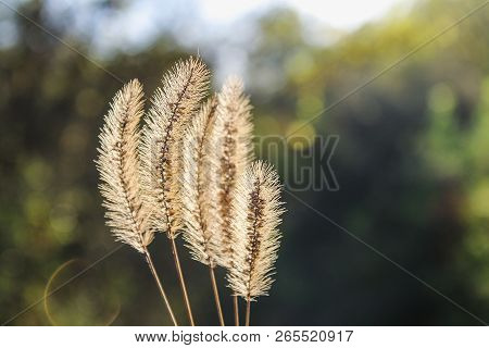 Setaria Pumila, Yellow Foxtail, Yellow Bristle-grass, Pigeon Grass Or Cattail Grass