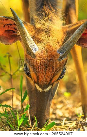 Details Of Young Nyala Male, A Species Of Antelope, Eating In Grassland, Tembe Elephant Park, South 