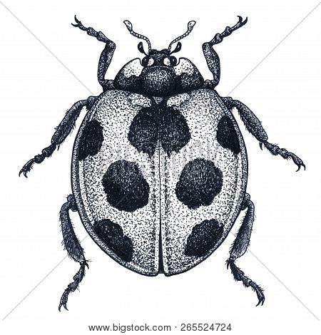 Ladybug Tattoo Art. Ladybird Illustration. Lady Beetle Tattoo. Coccinellidae. Dot Work Tattoo. Insec