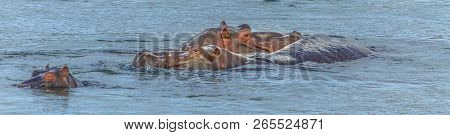 Panorama Of Cape Hippopotamus Or South African Hippopotamus Swimming In The River. Kruger National P