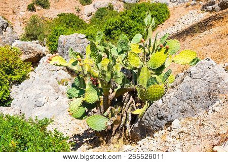 Cactus Opuncia With Fruits In Wild Nature Of Morocco In Africa