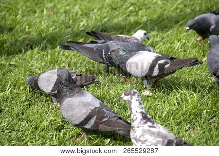Crown Of Pigeon Or Dove Birds On Green Grass At Public Park . The Birds Is Constitute The Bird Famil