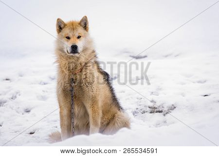 Greenlandic Polar Sledding Dog Sitting On The Chain In Snow, Sisimiut, Greenland