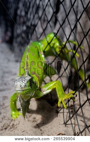 Front View Of A Green Iguana Who Ist Trapped In A Mesh-wire Fence