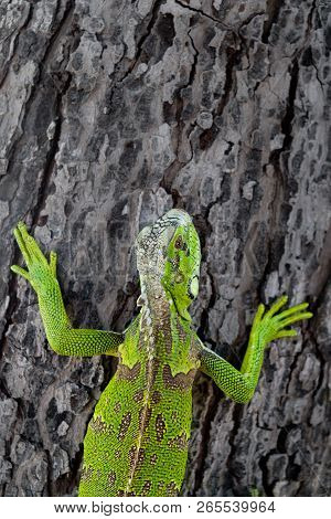 Top View Of A Colorful Green Iguana Climbing On A Tree In Ceara, Brazil.