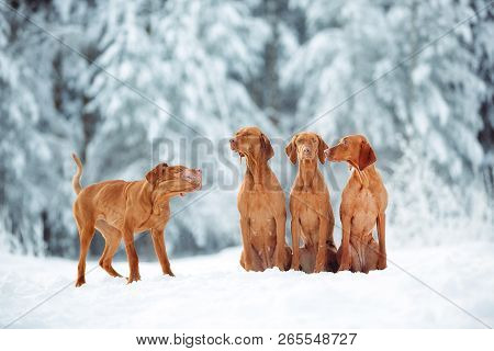 Cute Red Dog Visla Sitting In The Snow, Portrait