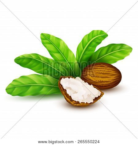 Shea Nuts With Leaves In Vector. Vector Shea Nuts With Shea Butter And Green Leaves.