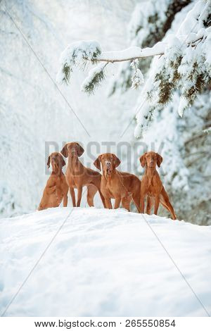 Cute Red Dog Visla Sitting In The Snow, Portrait