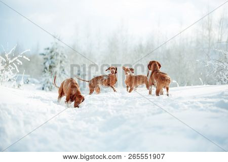 Cute Red Dog Visla Sitting In The Snow, Portrait