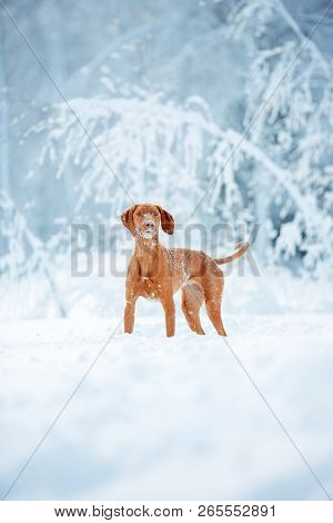 Cute Red Dog Visla Sitting In The Snow, Portrait
