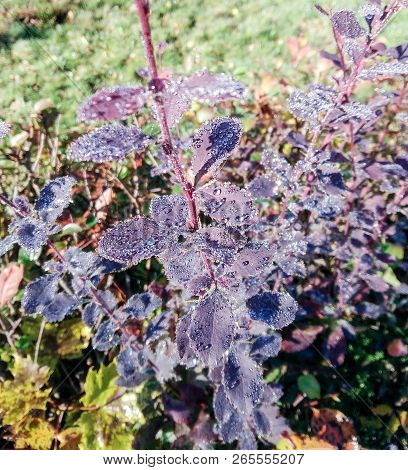 Drops Of Poy On The Leaves.
Flowers And Trees In Autumn Nature.