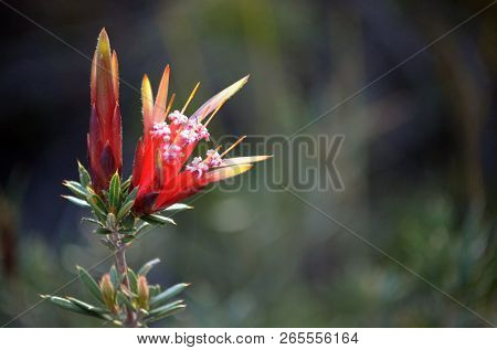Red Flowers Of The Australian Native Mountain Devil, Lambertia Formosa, Family Proteaceae, Growing I
