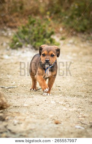 Labrador And Rot-wailer Mix Breed Puppy Dog. Brown And Black Colour Walking Free With A Blue Collar 