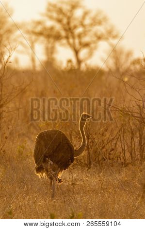 African Ostrich In Kruger National Park, South Africa ; Specie Struthio Camelus Family Of Struthioni