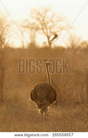 African Ostrich In Kruger National Park, South Africa ; Specie Struthio Camelus Family Of Struthioni