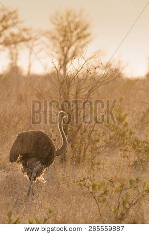 African Ostrich In Kruger National Park, South Africa ; Specie Struthio Camelus Family Of Struthioni