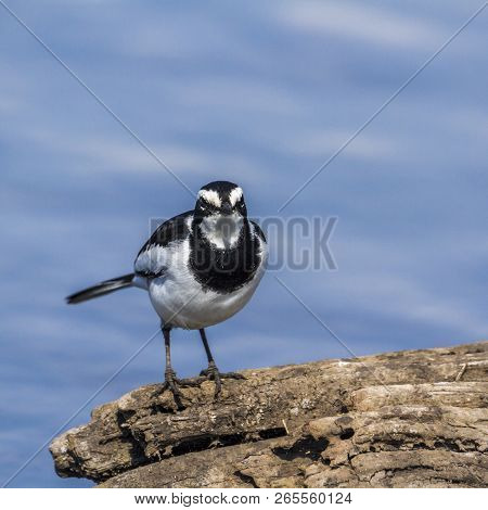 African Pied Wagtail In Kruger National Park, South Africa ; Specie Motacilla Aguimp Family Of Motac