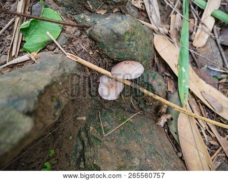 Forest Mushroom Growth Up On The Groud In The Mountain