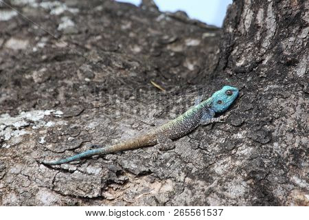 Blue-headed Tree Agama Sunbathing In A  Tree