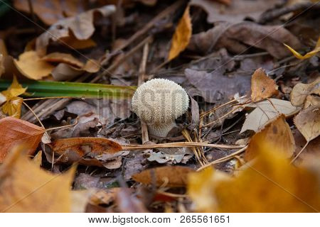 Inedible Fungus. Forest Or Park. Autumn Background With Fallen Leaves