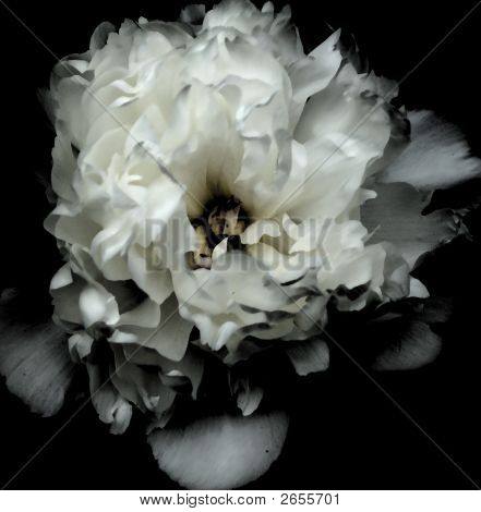 Mørke hvid blomst