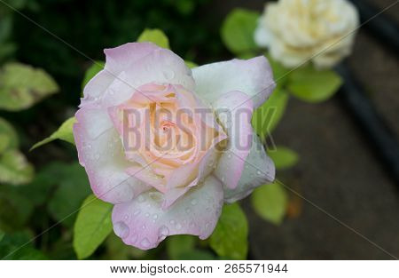 White Rose With A Pink Tinge In The Rain Drops For Background Cards