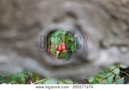Tree With A Round Hole Through Which You Can See A Bush Of Wild Rose With Berries For Design Backgro