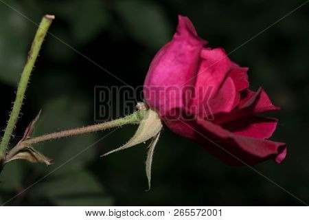 Red Rose One Bud Large Size Petals For Design Background
