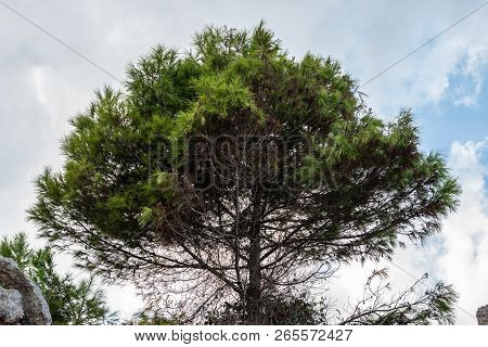 One Tree With A Cloudy Sky Background. On The Rocks. Pinus Halepensis, Aleppo Pine, Evergreen Tree. 