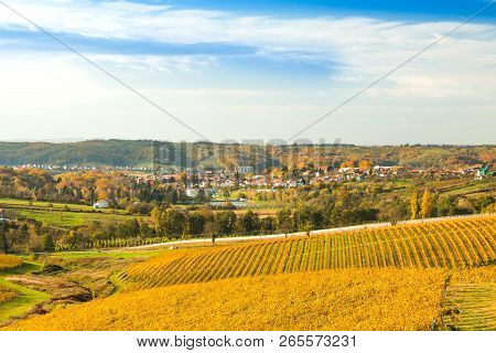 Croatia, Daruvar, Colorful Countryside Autumn Landscape And Beautiful Vineyards