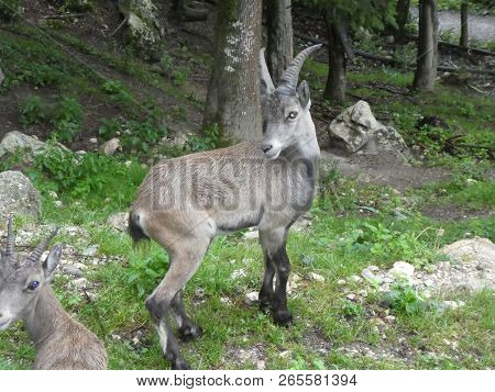 Ibex Steinbock Animal In A Zoo In Europe