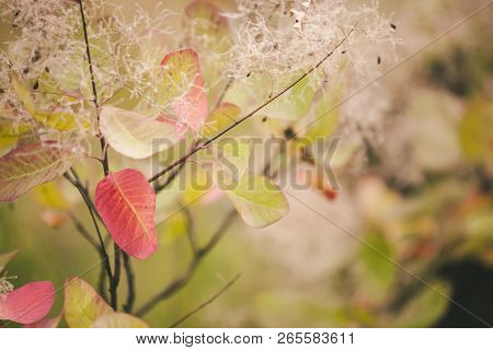 Autumn Leaves On A Branch. Red Leaf Close Up. Falling Leaves In The Forest. Cotinus.