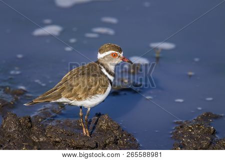 Three Banded Plover In Kruger National Park, South Africa ; Specie Charadrius Tricollaris Family Of 