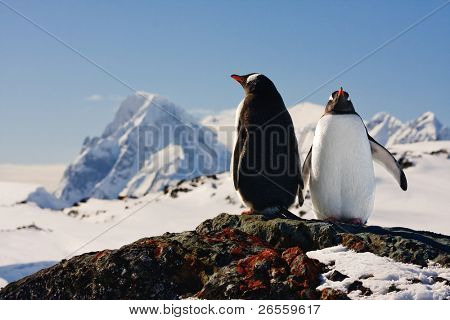 zwei Pinguine