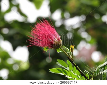 Raintree Flower (samanea Saman) On Fresh Flower In The Tree.
