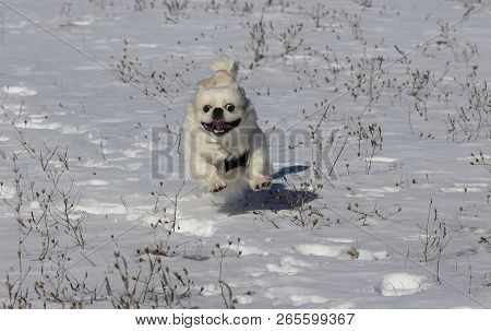 White Puppy Pekignese At Play On The Snow