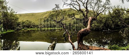 Paper Tree Called Polylepis Near A Lake And A Reflection