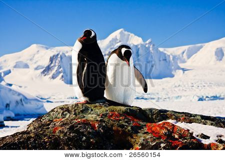 zwei Pinguine träumen sitzend auf einem Felsen, Berge im Hintergrund